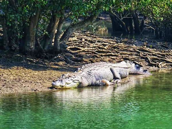 2 Day Sundarbans & Bagerhat Heritage Tour